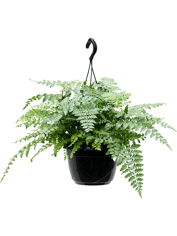 
                  
                    Asplenium dimorphum Parvati retombant, hauteur 35 cm, pot de culture de 20 cm
                  
                