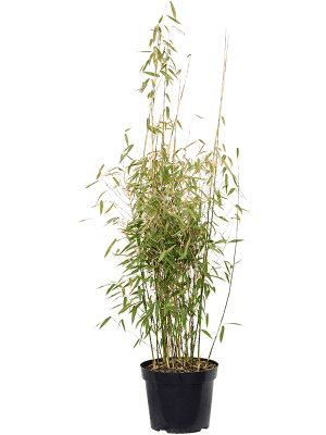 Bambou Fargesia murieliae 'Jumbo'