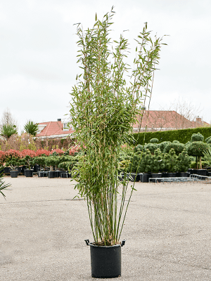
                  
                    Bambou Fargesia murieliae 'Jumbo'
                  
                