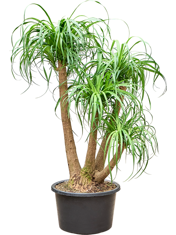 
                  
                    Beaucarnea recurvata ramifié de 120 cm en pot de culture de 41 cm
                  
                