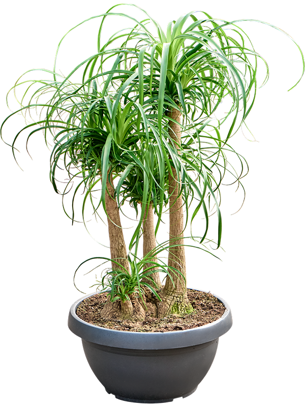 
                  
                    Beaucarnea recurvata ramifié de 120 cm en pot de culture de 55 cm
                  
                