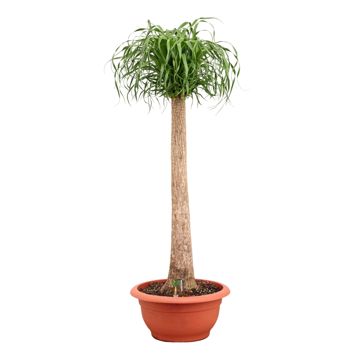 
                  
                    Beaucarnea recurvata de 160 cm sur tige, tronc élancé et couronne retombante, pot de culture de 55 cm
                  
                