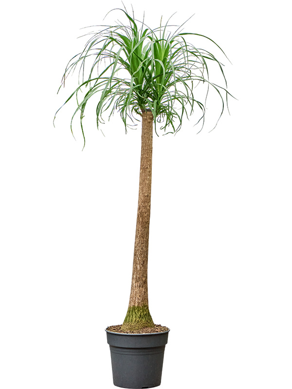 
                  
                    Beaucarnea recurvata sur tige, format 170 cm en pot de culture
                  
                