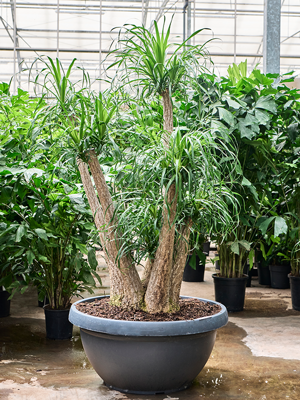 
                  
                    Beaucarnea recurvata ramifié de 200 cm en pot de culture de 100 cm
                  
                