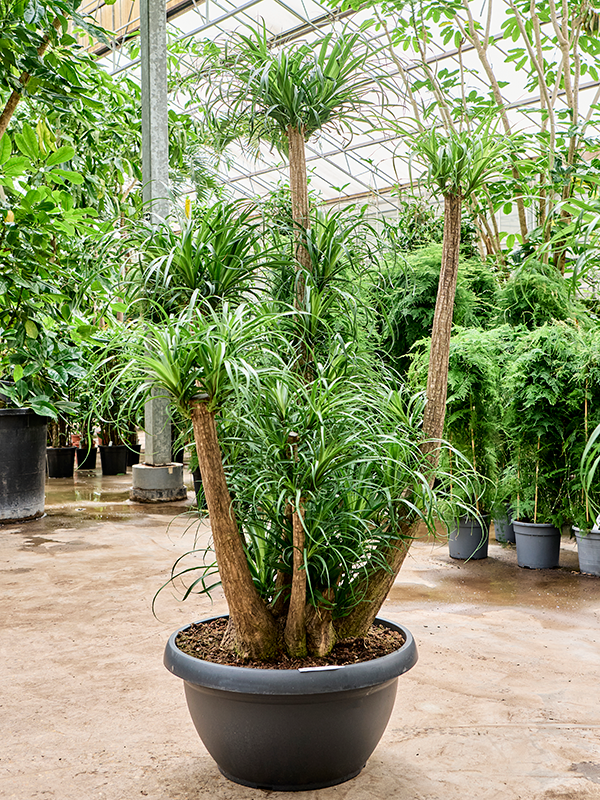 
                  
                    Beaucarnea recurvata ramifié de 230 cm en pot de culture de 70 cm
                  
                