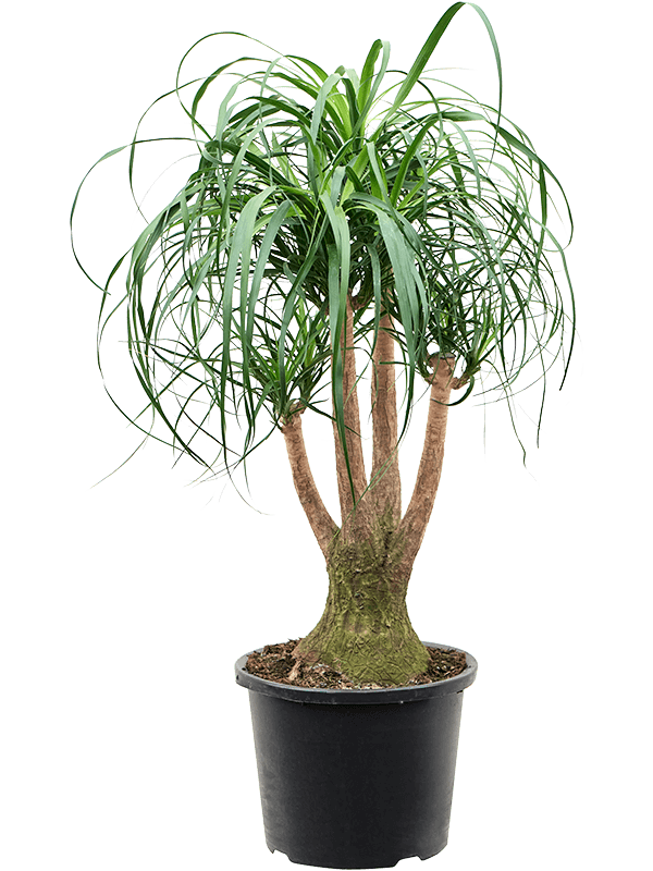 
                  
                    Beaucarnea recurvata ramifié, hauteur 100 cm, pot de culture de 32 cm
                  
                