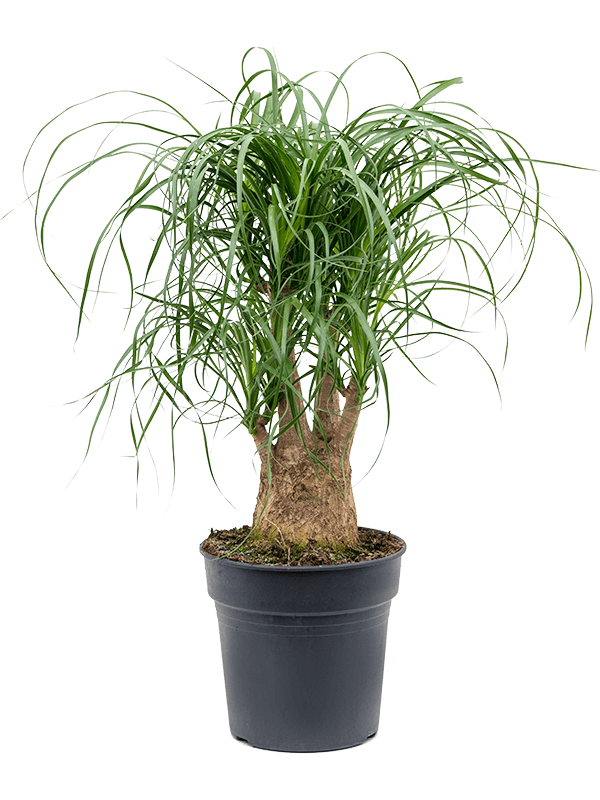 
                  
                    Beaucarnea recurvata ramifié, hauteur 50 cm, pot de culture de 21 cm
                  
                