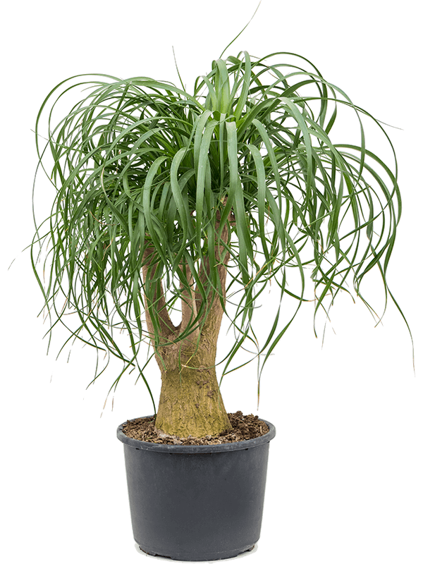 
                  
                    Beaucarnea recurvata ramifié de 70 cm, pot 27/20 cm
                  
                