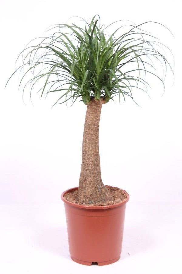 
                  
                    Beaucarnea recurvata sur tige, hauteur 80 cm en pot de culture de 24 cm
                  
                