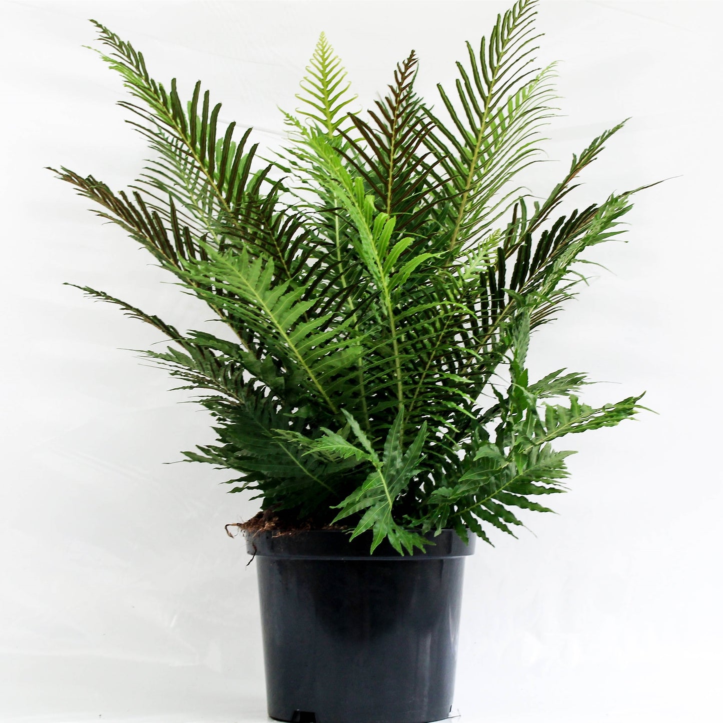 Blechnum gibbum Silver Lady de 70 cm, fougère au feuillage vert découpé dans son pot de culture de 24 cm
