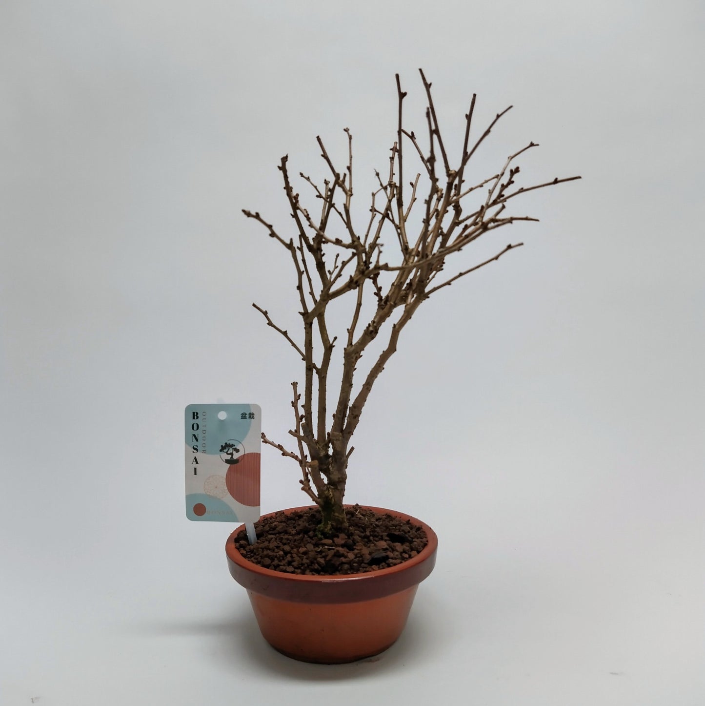
                  
                    Bonsai Cerisier du japon Prunus Kojou No Mai
                  
                