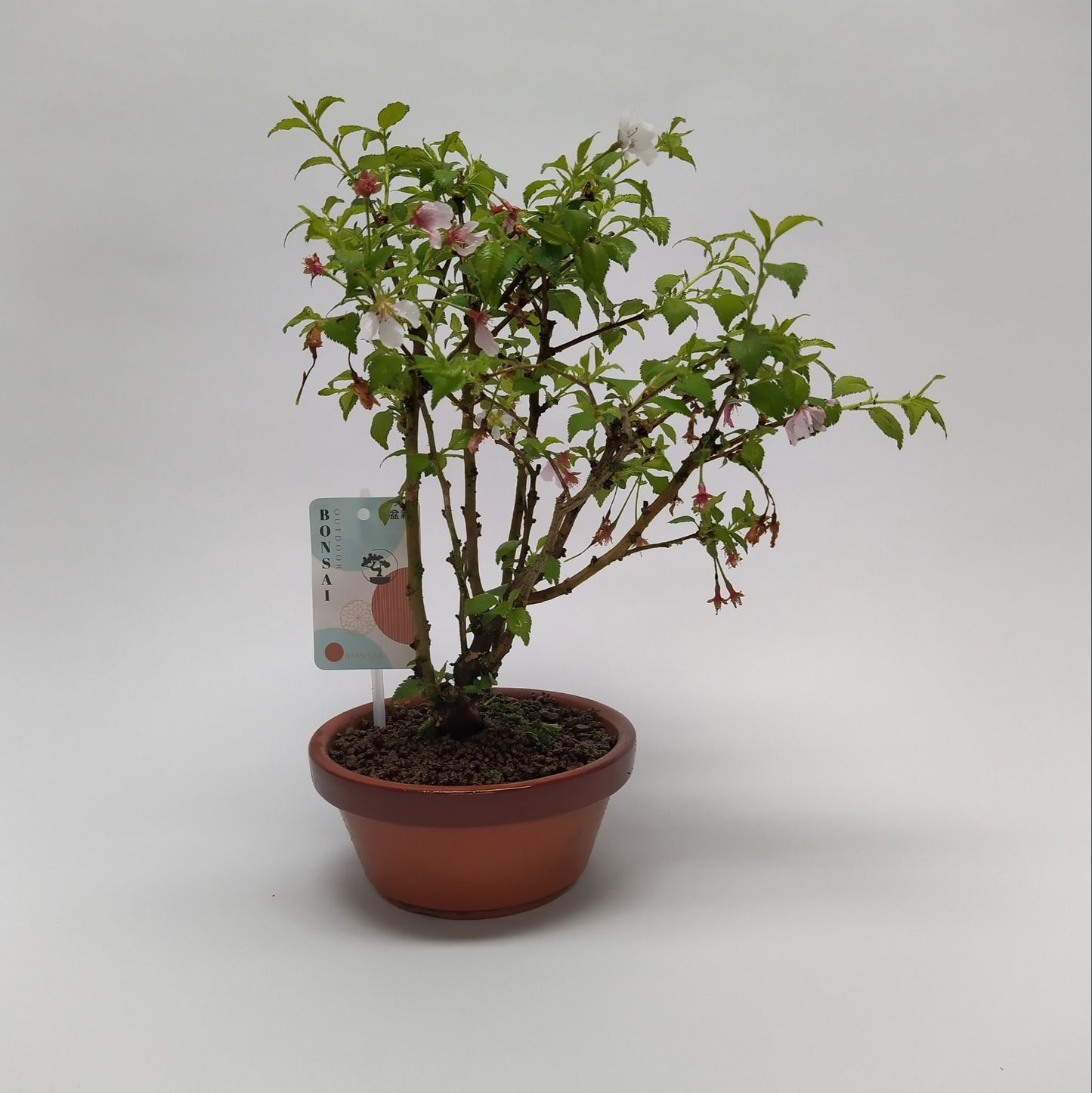 
                  
                    Bonsai Cerisier du japon Prunus Kojou No Mai
                  
                
