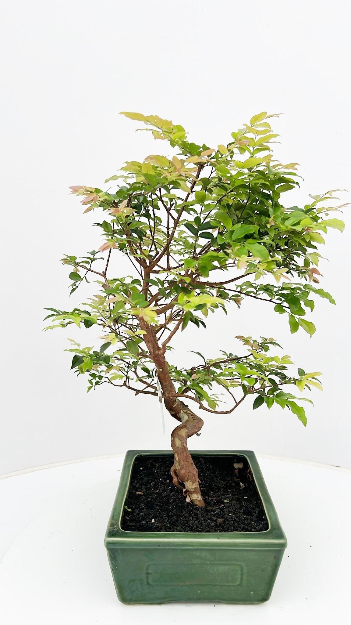 
                  
                    Bonsaï Syzygium
                  
                
