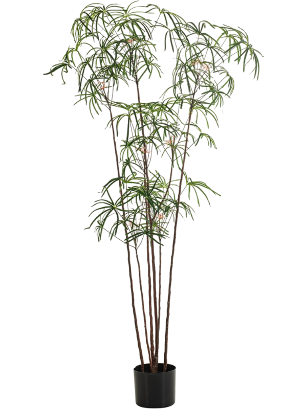 Bottle Tree artificiel de 210 cm, tiges fines et bouquets de feuilles étroites dans un pot de base noir