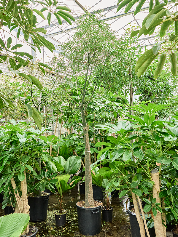 
                  
                    Brachychiton rupestris
                  
                