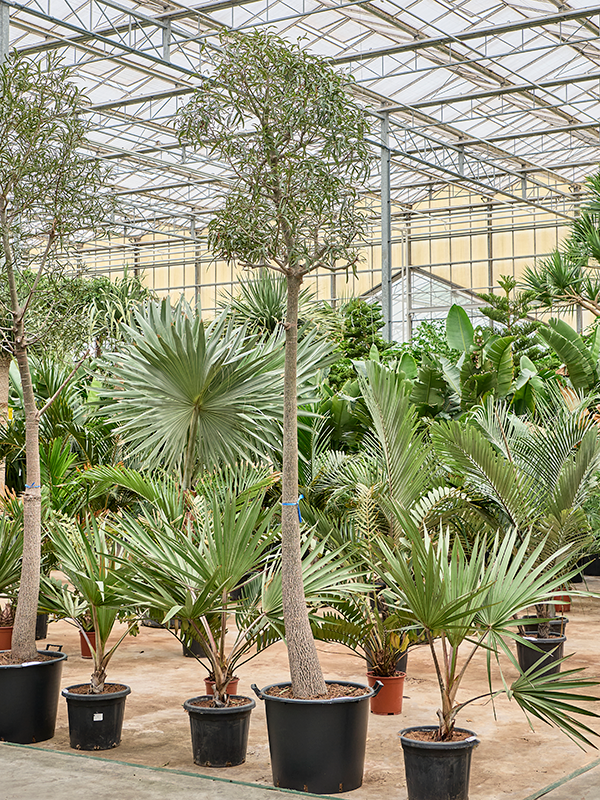 
                  
                    Brachychiton rupestris
                  
                