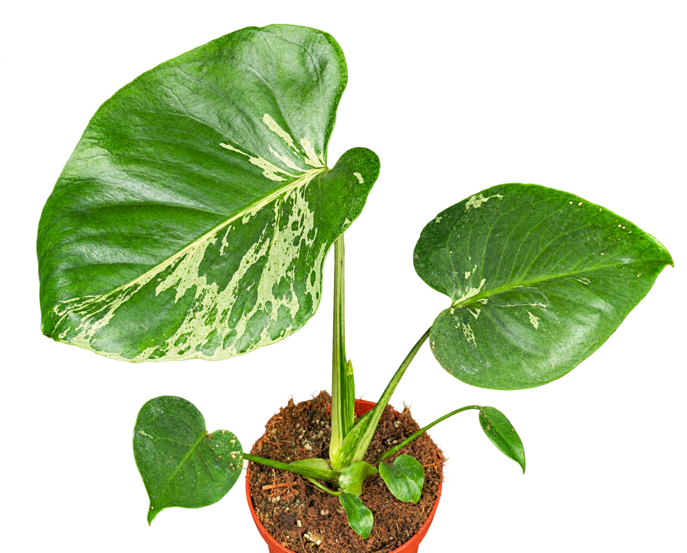 
                  
                    Monstera Bulbasaur de 40 cm en pot Ø 12 cm — photo détourée
                  
                