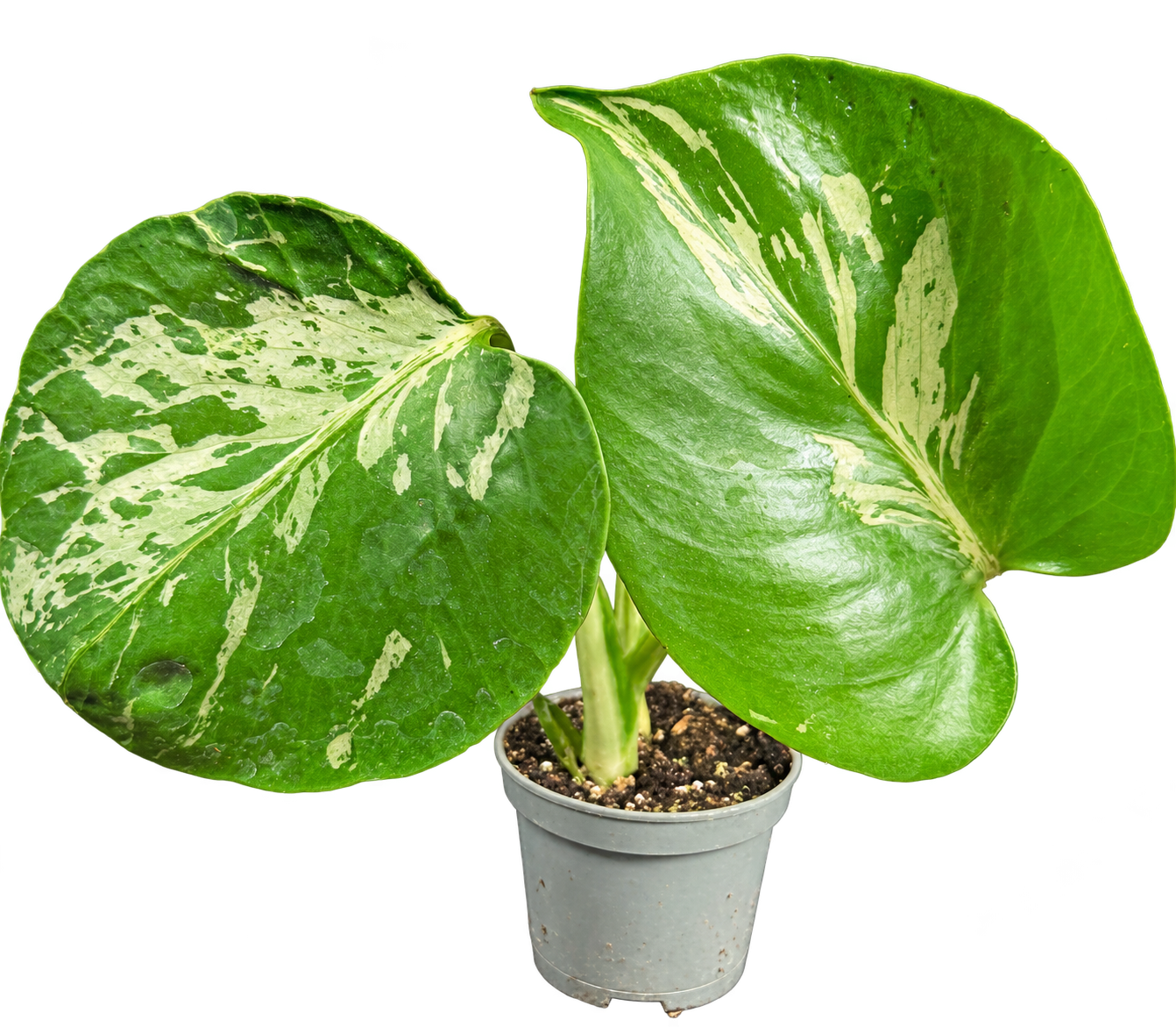 Monstera Bulbasaur de 18 cm en pot Ø 8 cm — photo détourée
