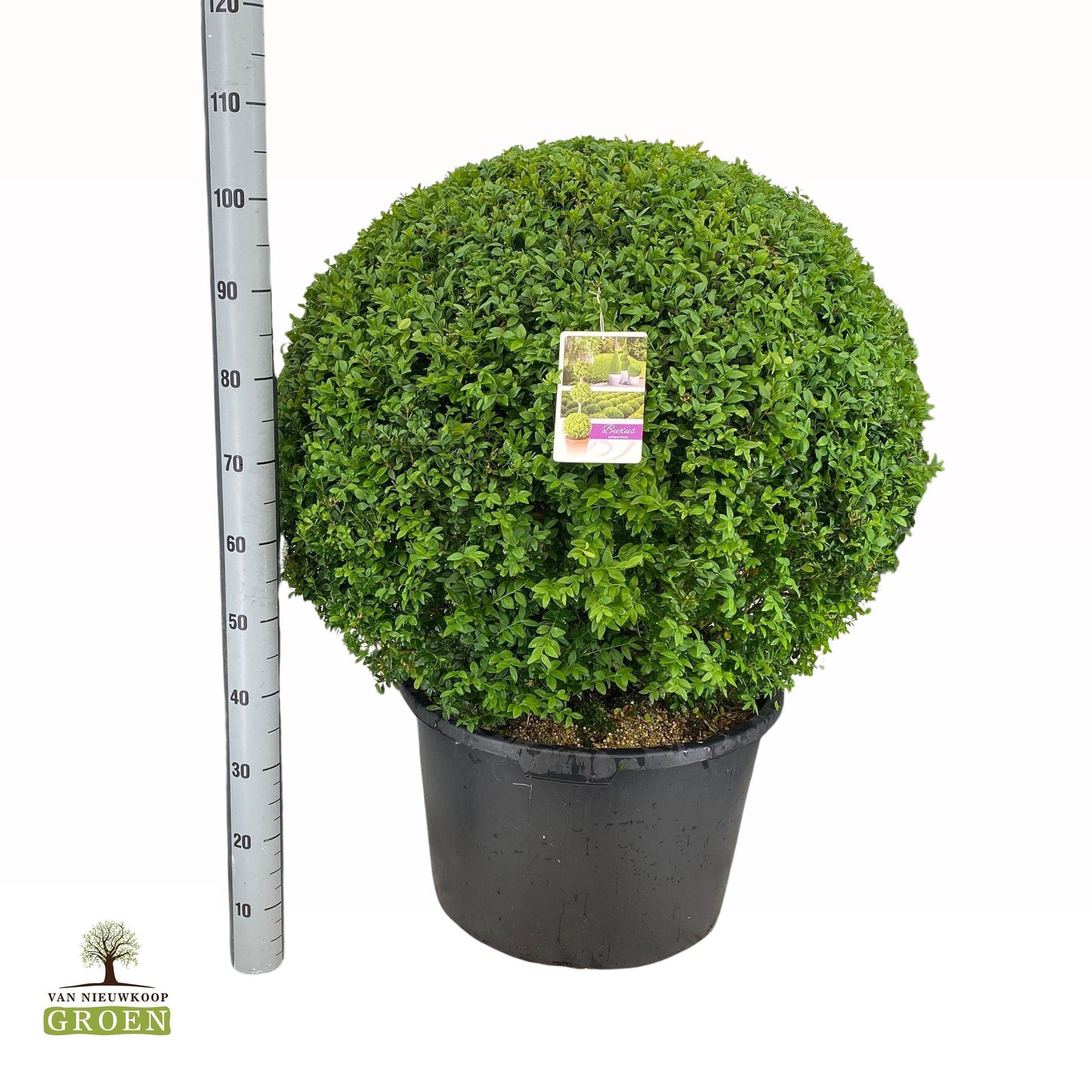 Buxus sempervirens en boule, hauteur 110 cm en pot de culture de 60 cm — référence F00000735 vendue à l’unité