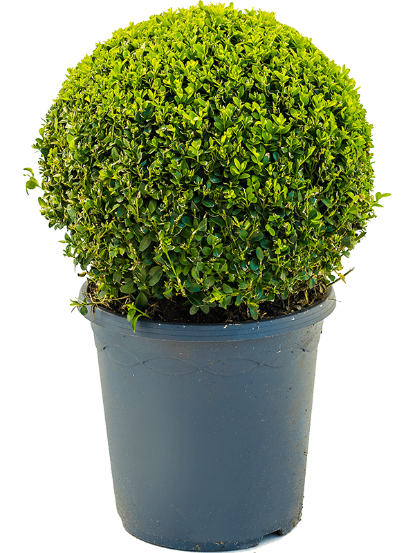 Buxus sempervirens boule, hauteur 50 cm en pot de culture de 26 cm — un plant représentatif du lot de 10