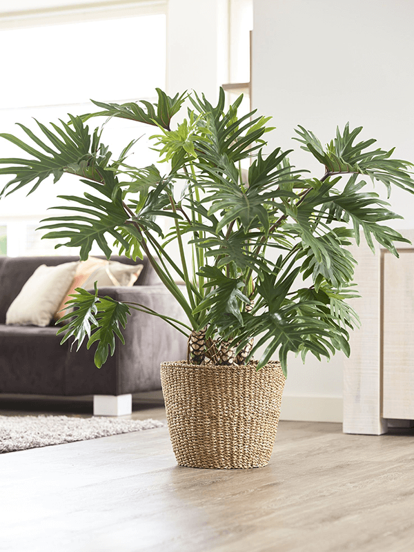 
                  
                    Cache-pot Jip naturel avec une plante dans un intérieur lumineux, plante et accessoires non inclus
                  
                