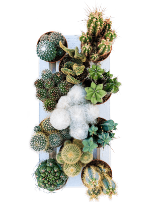 
                  
                    Mix mini cactus
                  
                