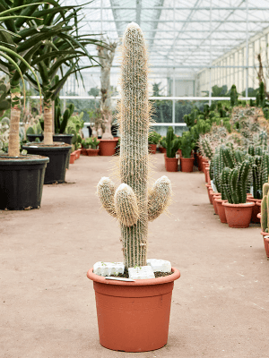 
                  
                    Espostoa lanata
                  
                