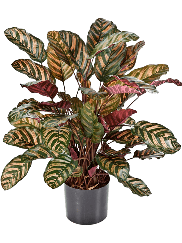 Calathea artificiel de 78 cm en pot, feuilles vertes à motifs cuivrés et revers pourpres