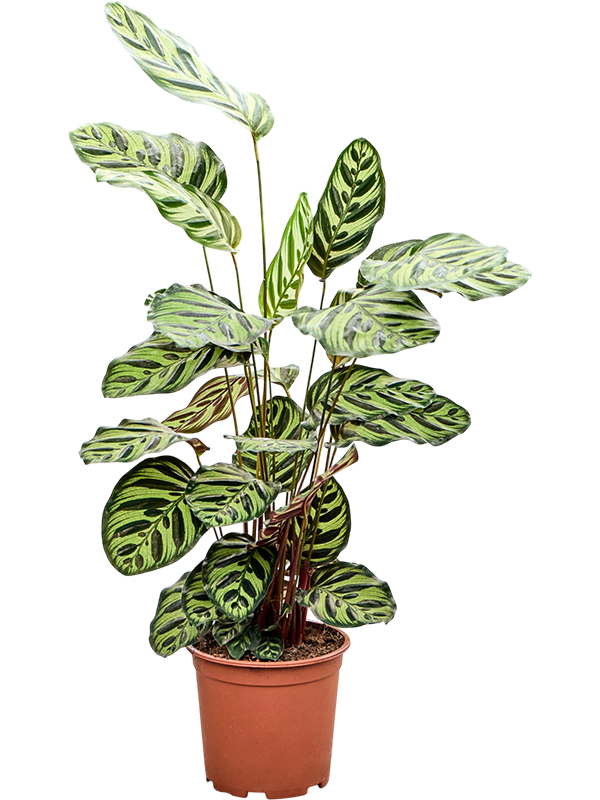 
                  
                    Calathea makoyana, 65 cm, pot de culture 19 cm — NATURA
                  
                