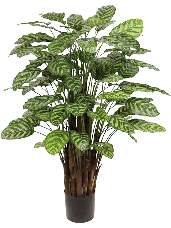 Calathea Makoyana artificielle sur tiges, feuillage vert à motifs et base dressée dans son pot de support