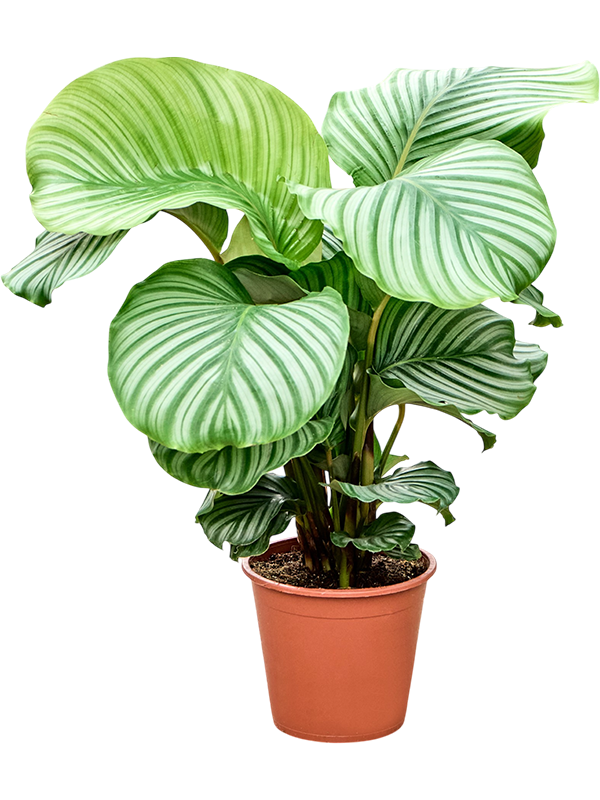 
                  
                    Calathea orbifolia de 75 cm, grandes feuilles rondes rayées d’argent, pot de culture de 19 cm
                  
                