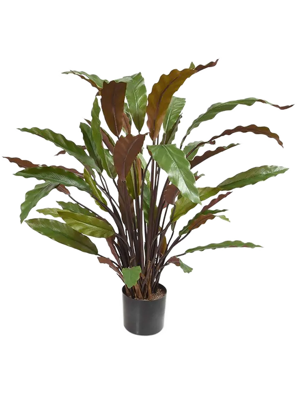 
                  
                    Calathea Rufibarba Blue Grass artificielle, format 60 cm et feuillage vert ondulé
                  
                