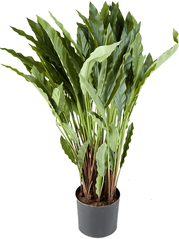 Calathea artificiel de 84 cm, feuilles vertes élancées et ondulées dans un pot de base noir