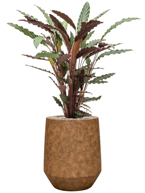 
                  
                    Calathea Wavestar en pot Mineral Harrith High XS Travertine Rustic Antique, finition brun rouille
                  
                