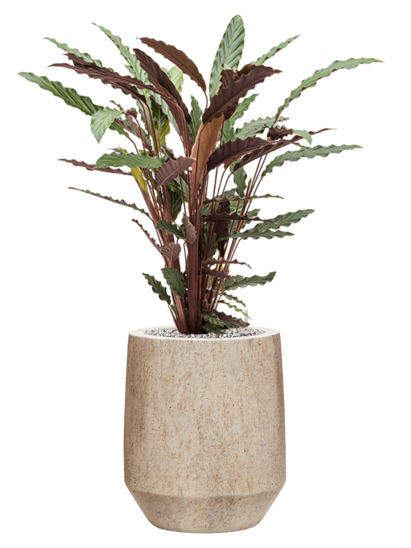 
                  
                    Calathea Wavestar au feuillage ondulé dans son pot Mineral Harrith High XS Travertine Beige
                  
                