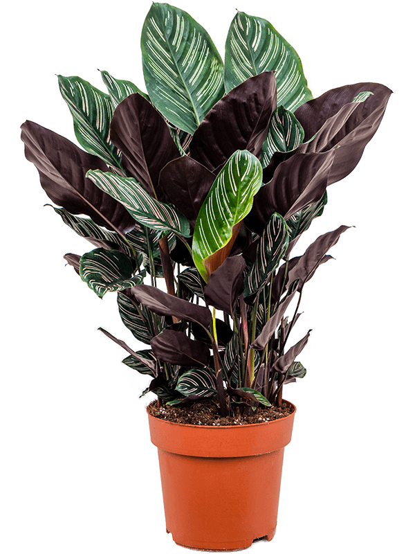 
                  
                    Calathea Ornata
                  
                