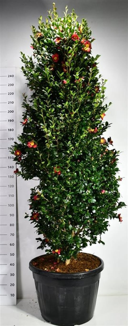 Camellia Yuletide de 270 cm en pot de culture de 65 cm, feuillage persistant et fleurs rouges à cœur jaune.