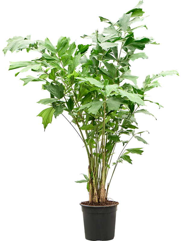 
                  
                    Caryota mitis, hauteur 120 cm, pot de culture de 24 cm
                  
                