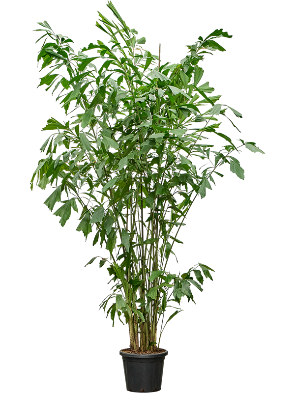 
                  
                    Caryota mitis de 310 cm en pot de culture — 4CAMIBU68
                  
                