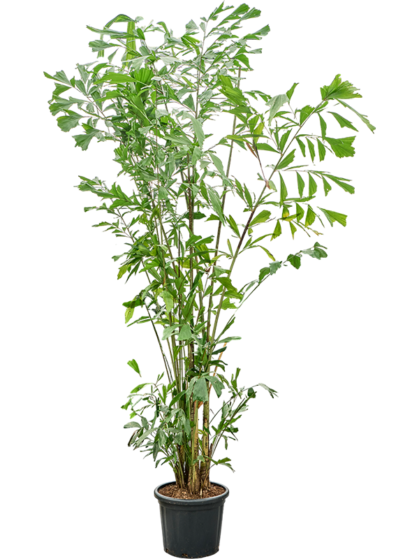 
                  
                    Caryota mitis de 335 cm en pot de culture — 4CAMIB003
                  
                