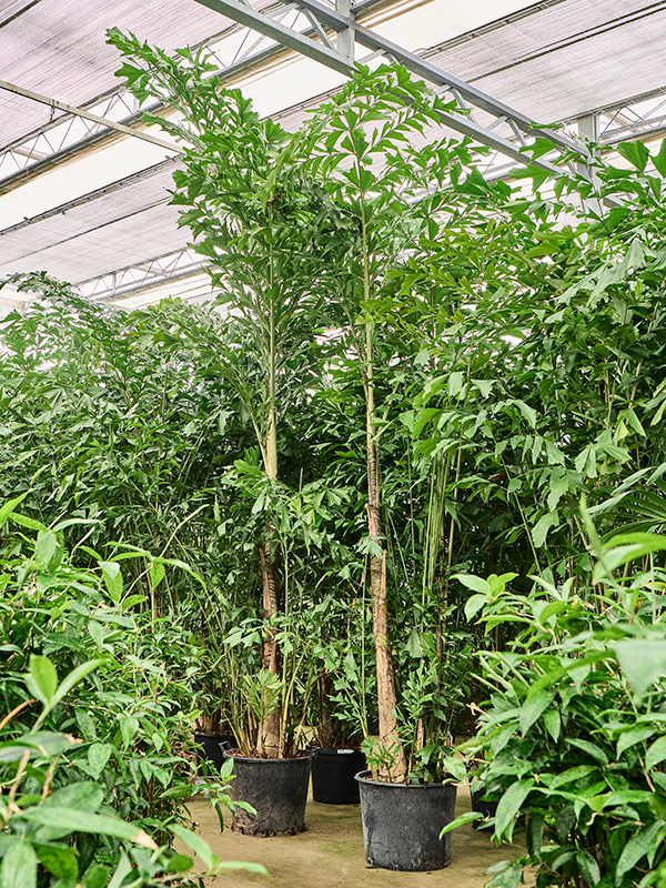 
                  
                    Caryota mitis de 350 cm en pot de culture — 4CAMIBU81
                  
                