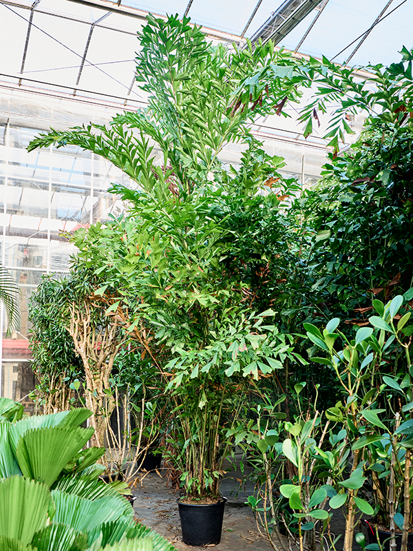 
                  
                    Caryota mitis de 400 cm en pot de culture — 4CAMIBU99
                  
                