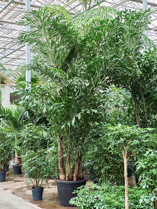 
                  
                    Caryota mitis de 425 cm en pot de culture — 4CAMIBU94
                  
                