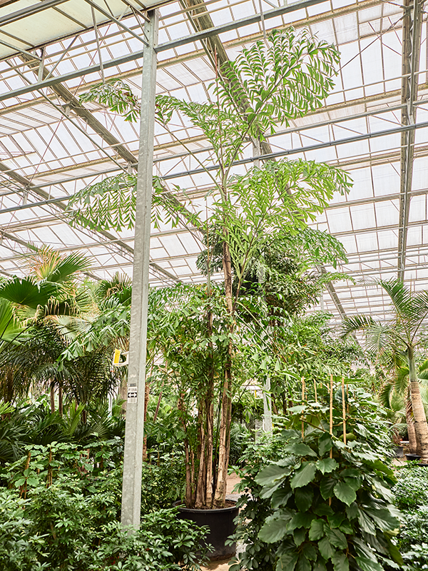 
                  
                    Caryota mitis de 900 cm en pot de culture — 4CAMIBU82
                  
                