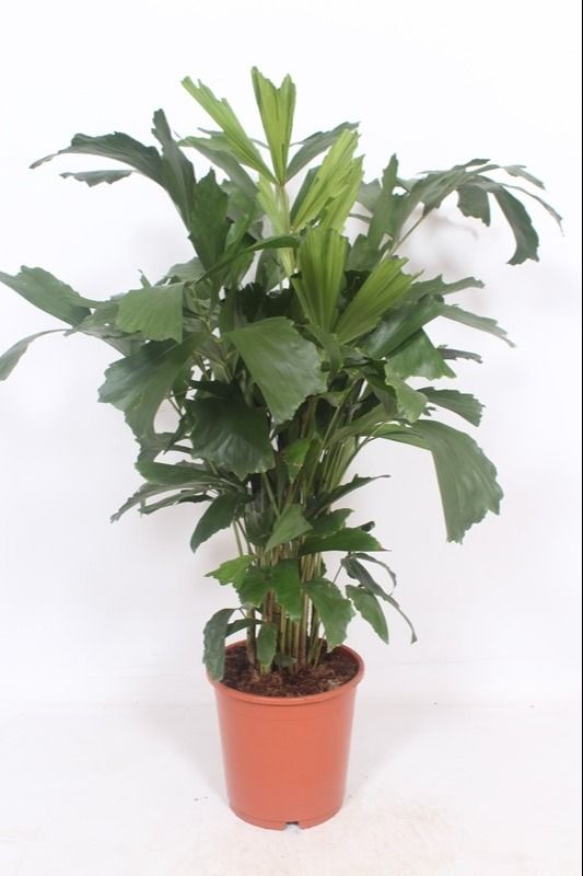 
                  
                    Caryota mitis de 95 cm en pot de culture de 24 cm
                  
                
