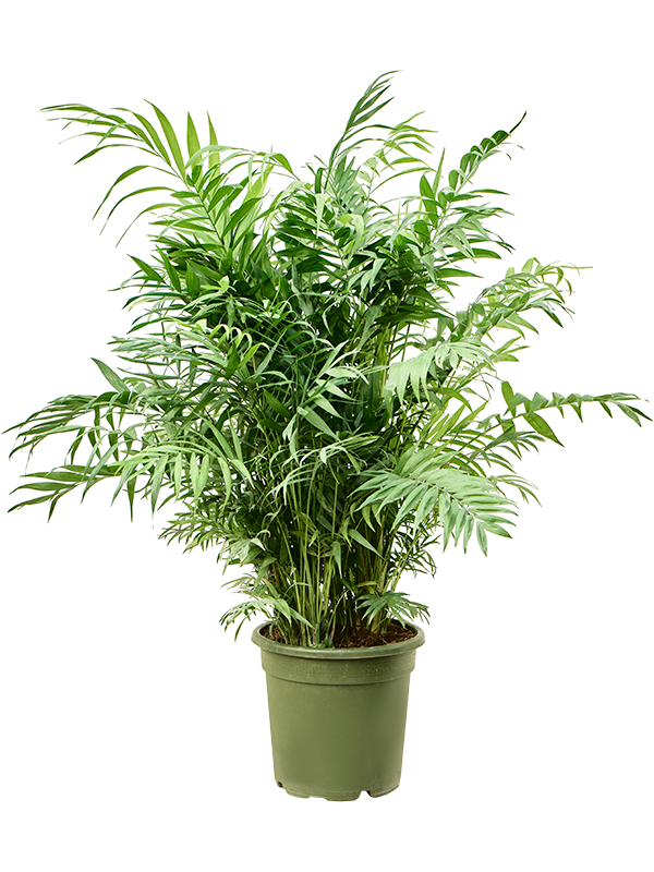 
                  
                    Chamaedorea elegans, hauteur 115 cm, pot de culture de 30 cm
                  
                