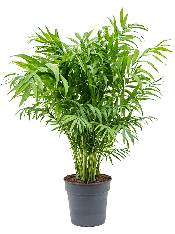 
                  
                    Chamaedorea elegans 70 cm, largeur 35 cm, pot de culture 21 cm — NATURA
                  
                