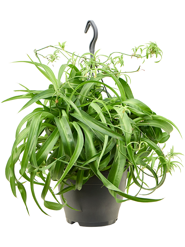 Chlorophytum comosum Green Bonnie, feuillage vert bouclé et retombant, plante seule en pot de culture
