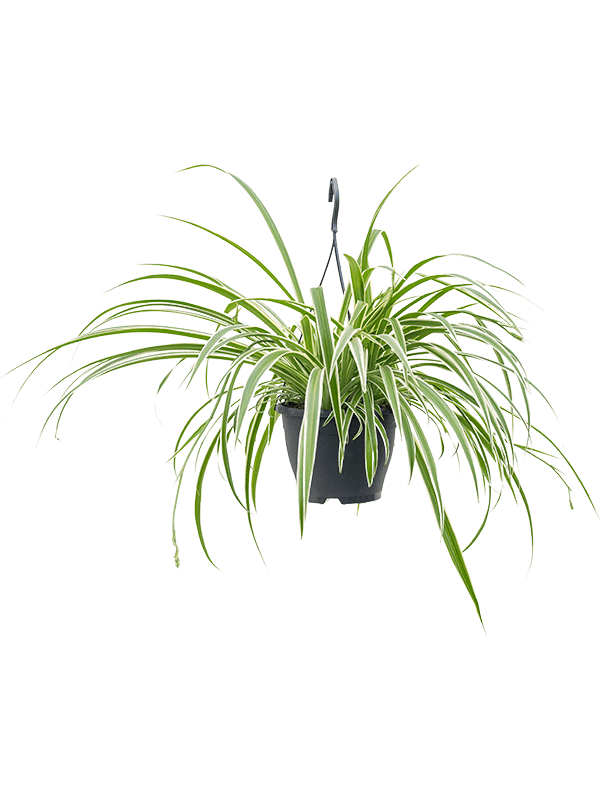 Chlorophytum comosum Vittatum 60 cm, feuillage vert à bande centrale blanche, pot suspendu de 19 cm, plante détourée