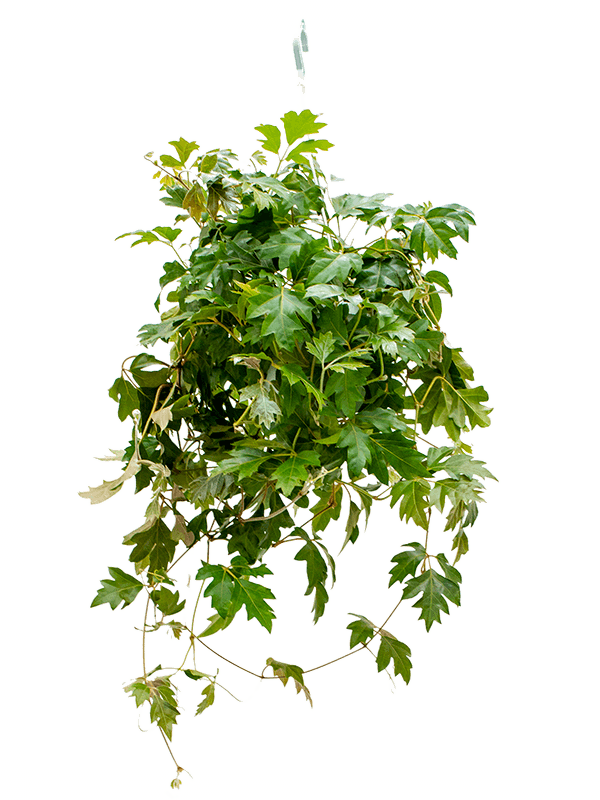 
                  
                    Cissus rhombifolia Ellen Danica, format 40 cm, port retombant
                  
                
